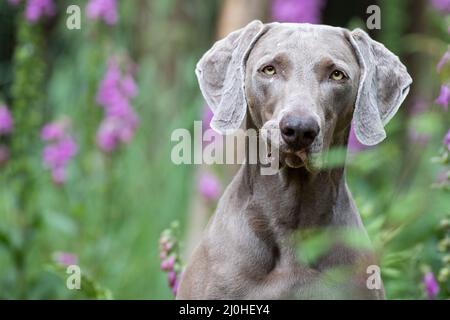 Weimaraner Jagdhund im Wald Stockfoto