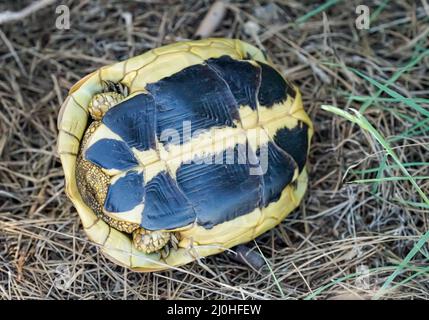 Nahaufnahme einer griechischen Schildkröte auf dem Rücken Stockfoto