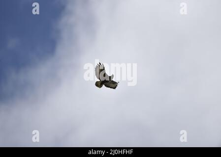 Gemeiner Buzzard (Buteo buteo) fliegt von links nach rechts gegen eine weiße Wolke mit gespreiteten Flügeln und Kopf nach unten, aufgenommen in Wales, Großbritannien, Frühling Stockfoto