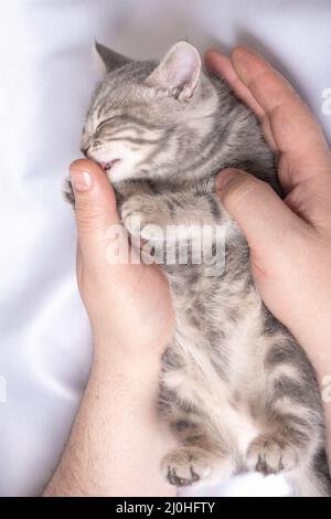 Ein kleines blindes neugeborenes Kätzchen schläft in den Händen eines Mannes auf einem weißen Bett, Draufsicht. Das Kätzchen leckt den Finger des Mannes mit seiner Zunge. Pflege von Haustieren Stockfoto