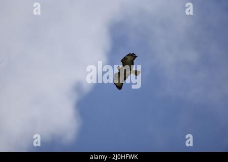 Nahaufnahme eines gewöhnlichen Bussards (Buteo buteo) der an einem sonnigen Frühlingstag in Wales von rechts nach links gegen einen blauen Himmel in Richtung Weiße Wolke fliegt Stockfoto