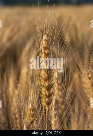 Gerstenfeld (Hordeum vulgare) im Sommer. Goldene Spitzen von Gerste während des Sonnenaufgangs. Stockfoto