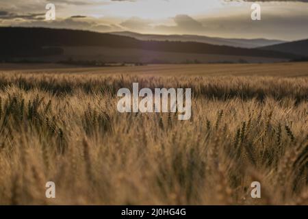 Gerstenfeld (Hordeum vulgare) im Sommer. Goldene Spitzen von Gerste während des Sonnenaufgangs. Stockfoto