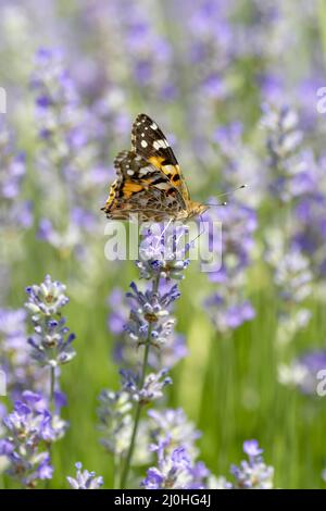 Die gemalte Dame (Vanessa cardui) sitzt im Sommer auf der Lavendelblüte. Nahaufnahme. Makro. Stockfoto