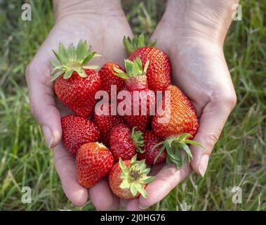 Weibliche Hände mit frisch gepflückten Erdbeeren. Stockfoto