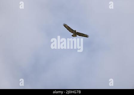 Gemeiner Buzzard (Buteo buteo), der schräg zur Kamera fliegt, mit gespreizten Flügeln und Blick nach vorne, mit leicht nach unten gerichteten Beinen, aufgenommen im März in Wales, Großbritannien Stockfoto