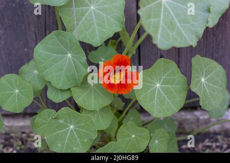 Der Garten Kapuzinerkresse (Tropaeolum majus) blüht im Garten. Die Pflanze ist auch als Kapuzinerkresse, indische Kresse oder Mönche c bekannt Stockfoto