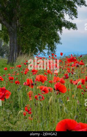 Feld der roten Mohnblumen (Papaver Rhoeas) aus der Nähe. Die Pflanze ist auch bekannt als Maisrose, Common, Mais, Feld, Flandern oder Stockfoto