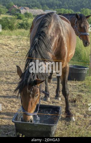 Braunes Trinkwasser aus dem Plastikeimer im Fahrerlager. Nahaufnahme. Details. Stockfoto