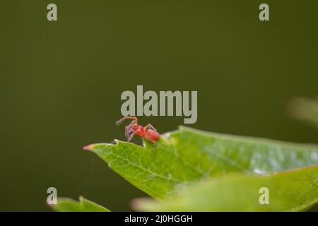 Eine Nahaufnahme einer kleinen Spinne auf einem Blatt. Stockfoto
