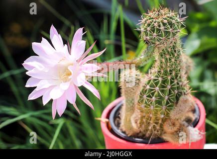 Portait einer vollständig offenen Blume eines Kaktus. Stockfoto