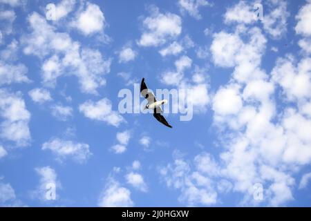 Große weiße Möwe fliegt in blauem Himmel mit Wolken, Freiheit in freier Wildbahn. Ansicht von unten. Speicherplatz kopieren. Selektiver Fokus. Stockfoto