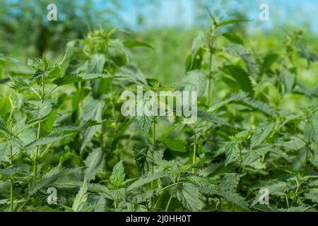 Wild wachsende Büsche von Brennnessel. Brennnessel mit grünen Blättern wächst in natürlichen Dickichten. Brennnesselgeschirr. Stockfoto