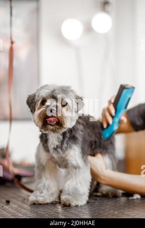 Junge blonde professionelle Pistenerin liebt ihren Job mit yorkshire Hund und all den Haustieren. Stockfoto