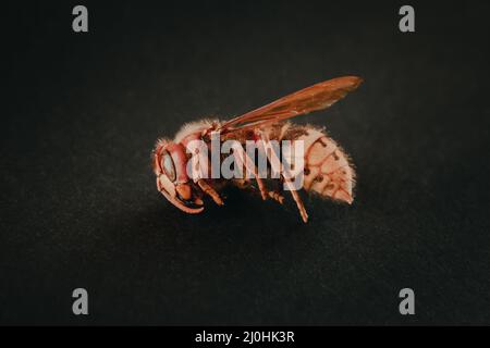 Hornet auf schwarzem Hintergrund isoliert Stockfoto