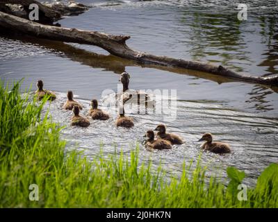 Entenfamilie auf einem Fluss Stockfoto