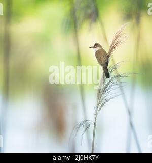 Große Teichrohrsänger (Acrocephalus arundinaceus) in der Natur Lebensraum. Stockfoto