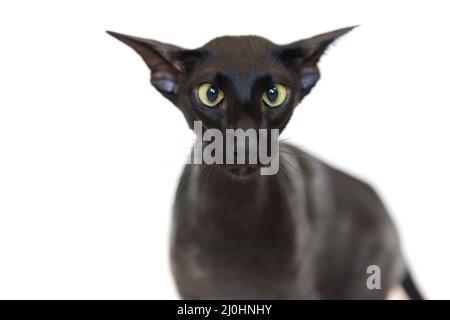 Schwarze orientalische lustige Katze Stockfoto