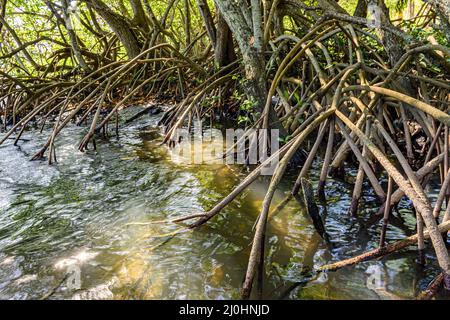 Vegetation im tropischen Mangrovenwald mit seinen Wurzeln Stockfoto