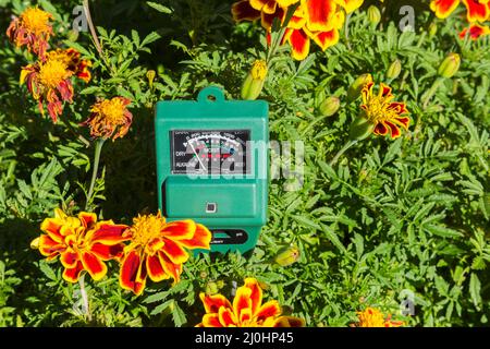 3 in 1 Luminanz-, Feuchtigkeits- und pH-Meter, die den Zustand des trockenen Bodens in einem Behälter mit Tagetes-Patula 'Durango Bee' anzeigen - Ringelblumenblüten sind trocken. Stockfoto