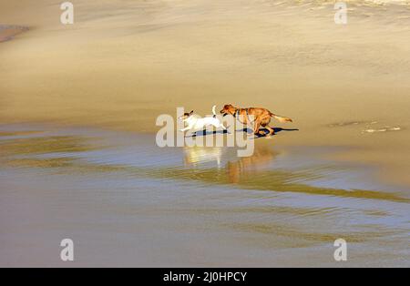 Morgens laufen und spielen Hunde am Strand Stockfoto