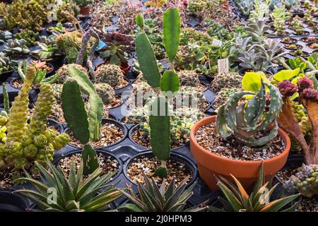 Gemischte Kakteen und Sukkulenten einschließlich Monadenium ritchiei var. „Gelb“, das in Containern im kommerziellen Gewächshaus wächst. Stockfoto