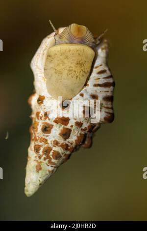 Eine Sandkoniferschnecke, Cerithium caeruleum, in einem Salzwasseraquarium. Stockfoto