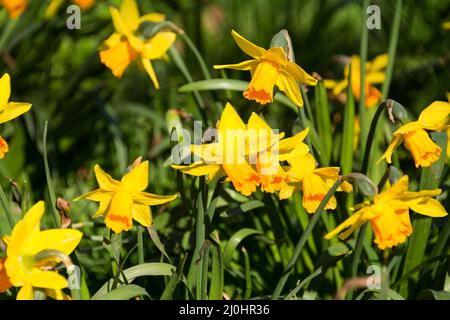 Goldgelbe Frühlings-Narzissen, London, England, Großbritannien Stockfoto