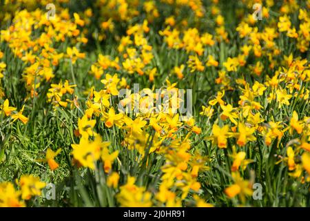 Goldgelbe Frühlings-Narzissen, London, England, Großbritannien Stockfoto