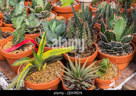 Gemischte Kakteen und Sukkulenten, einschließlich Gasteria bastenia 'Golden', die in Containern im kommerziellen Gewächshaus wachsen. Stockfoto