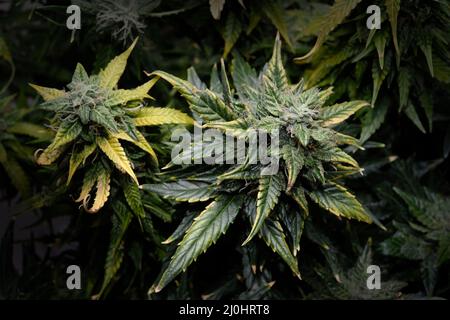 Cannabisblüten aus der Nähe, Makroansicht. Erntezeit, reif werden, Düngemittelüberdosis. Blühende Knospen mit gelben Trichomen, Wachstumskonzept. Stockfoto