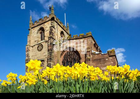 Frühlingsansicht der Pfarrkirche St. James der große im Cheshire-Dorf Audlem, mit Narzissen, die um den Hügel wachsen, auf dem sie steht Stockfoto