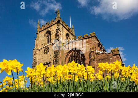 Frühlingsansicht der Pfarrkirche St. James der große im Cheshire-Dorf Audlem, mit Narzissen, die um den Hügel wachsen, auf dem sie steht Stockfoto