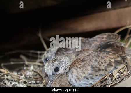 Die kleine, gefleckte Taube auf dem Nest Stockfoto