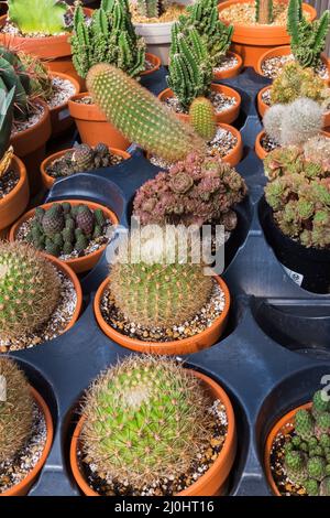 Gemischte Kakteen und Sukkulenten, die in Containern im kommerziellen Gewächshaus wachsen. Stockfoto