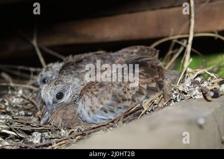 Die kleine, gefleckte Taube auf dem Nest Stockfoto