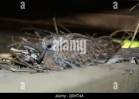 Die kleine, gefleckte Taube auf dem Nest Stockfoto