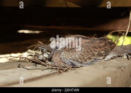 Die kleine, gefleckte Taube auf dem Nest Stockfoto