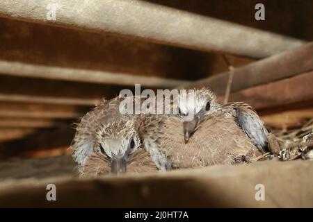 Die kleine, gefleckte Taube auf dem Nest Stockfoto