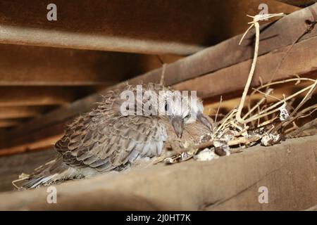 Die kleine, gefleckte Taube auf dem Nest Stockfoto