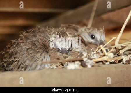 Die kleine, gefleckte Taube auf dem Nest Stockfoto