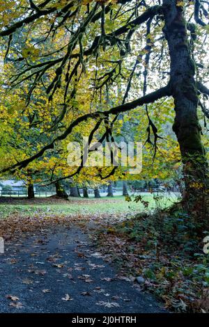 Gewundener Pfad durch den Park mit hohen Herbstbäumen Stockfoto