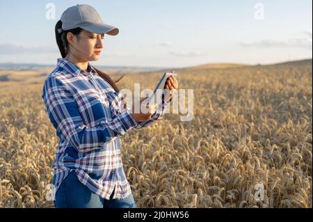 Die junge Agrarwissenschaftlerin kontrolliert das Wachstum des Weizens auf dem Feld. Landwirt notiert sich auf Tablet. Agro-Geschäftskonzept Stockfoto