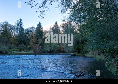 Langsam breiter Fluss, der sich durch den Spätherbstwald schlängelt Stockfoto
