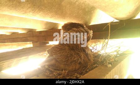 Die kleine, gefleckte Taube auf dem Nest Stockfoto