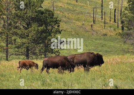 Drei wandernde amerikanische Bisons, die im Sommer grasen. Stockfoto