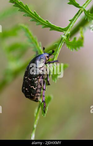 Ein Rosenschäfer im Sommer auf einer brüchigen Pflanze. Stockfoto