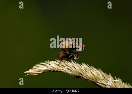 Zwei Fliegen paaren sich auf einem Grashalm. Stockfoto