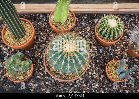 Gemischte Kakteen einschließlich Ferocactus glaucescens - Barrel Cactus wächst in Terrakotta-Behältern in erhöhten Holzrahmen mit Kieselsteinen. Stockfoto