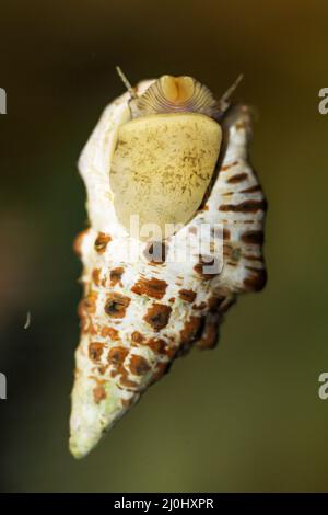 Eine Sandkoniferschnecke, Cerithium caeruleum, in einem Salzwasseraquarium. Stockfoto